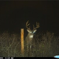 Kansas Trail Cam Gallery