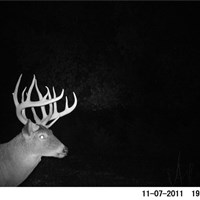 2011 Trailcams